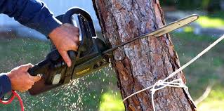 How Our Tree Care Process Works  in Gages Lake, IL